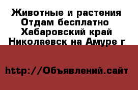 Животные и растения Отдам бесплатно. Хабаровский край,Николаевск-на-Амуре г.